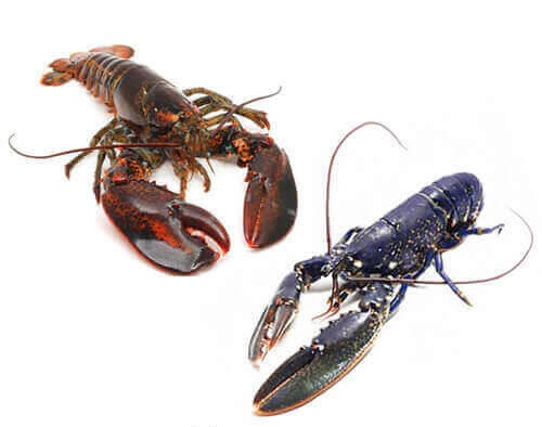 Hummer lebend kaufen