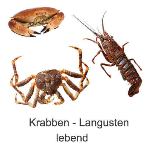 Königskrabbe Languste lebend