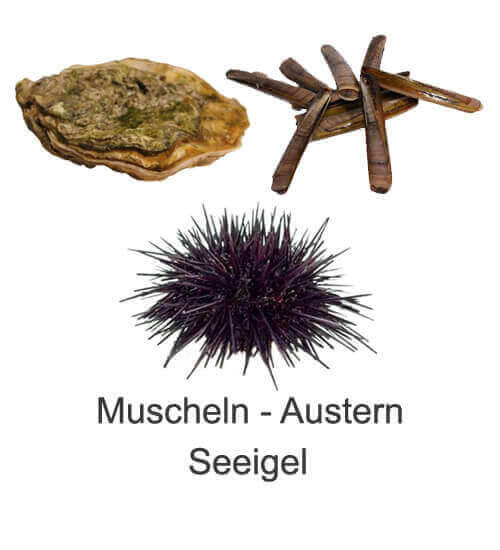 Muscheln Austern Seeigel