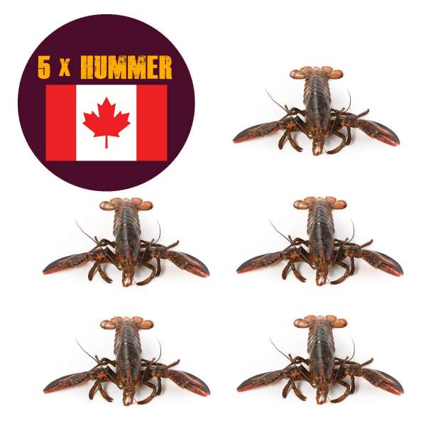 Hummer lebend aus Kanada