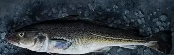 Preview: Kabeljaufilet Box 5 kg