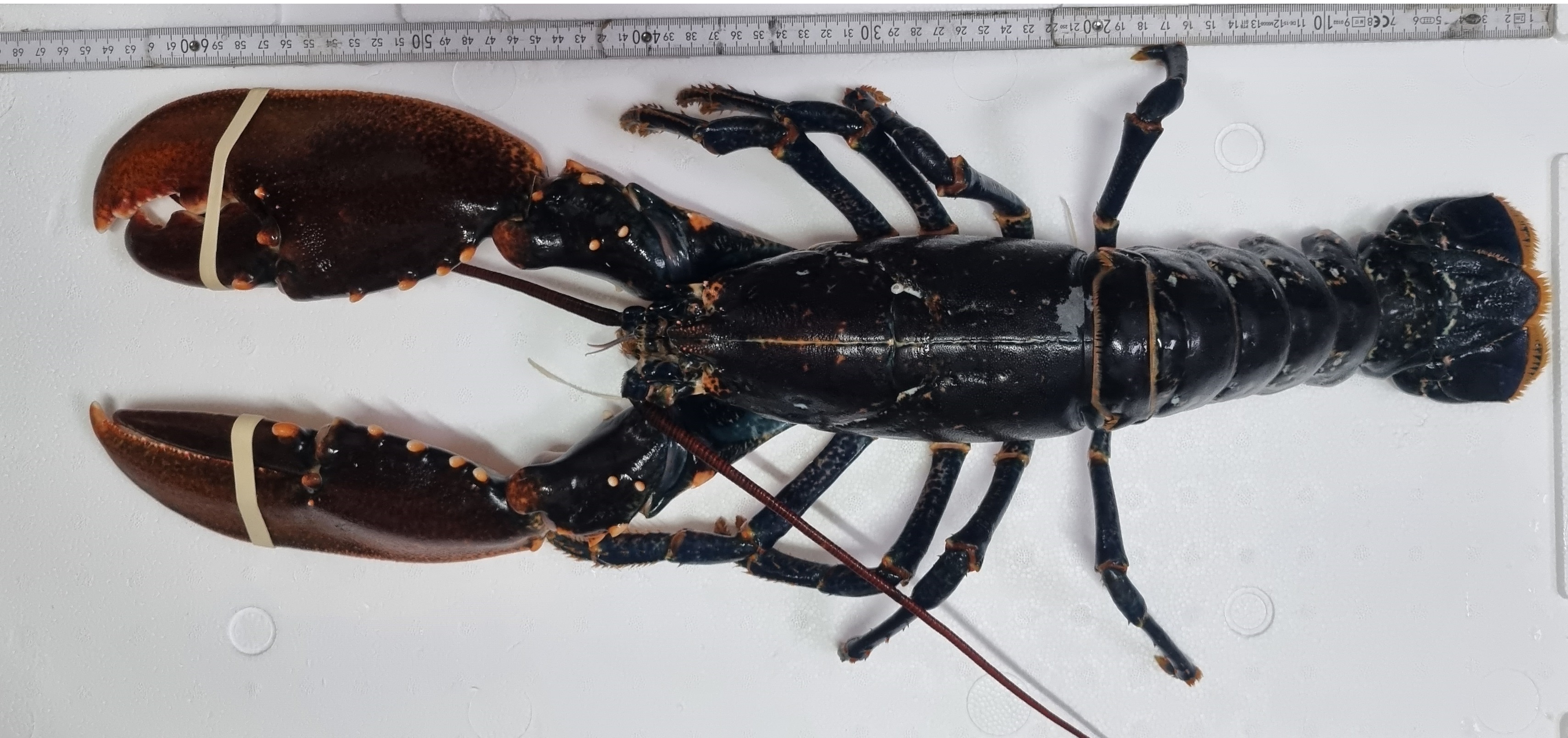 Lobster Krabbe Languste Hummer Krebs Kostüm one size 