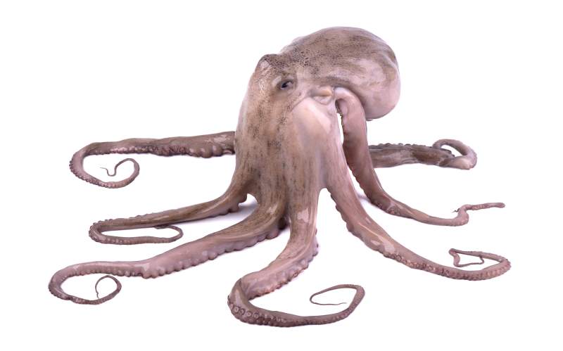Oktopus lebend zum essen
