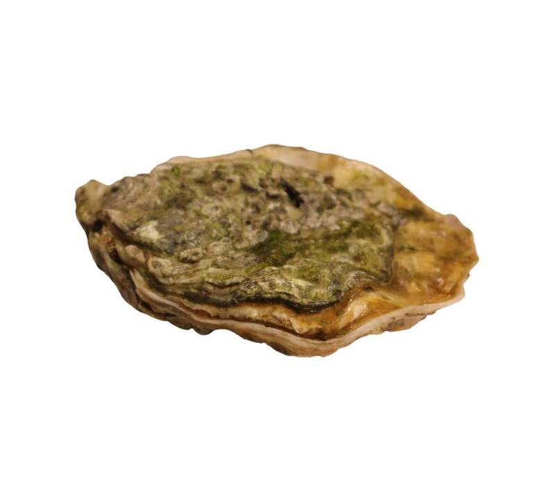 Bretonische Auster